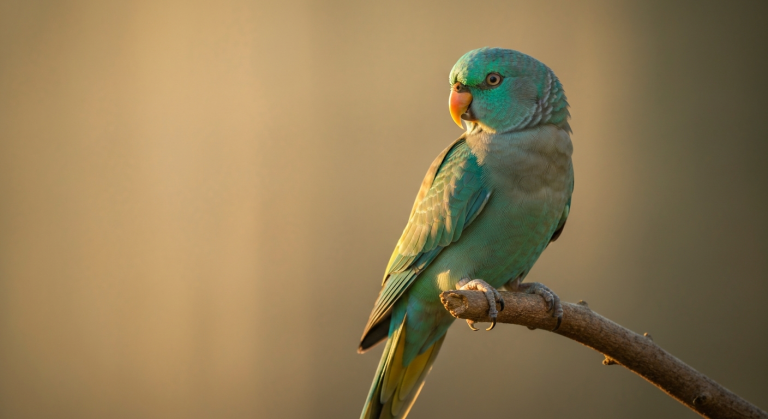 Adopter la perruche turquoisine : portrait et conseils pour bien l'accueillir