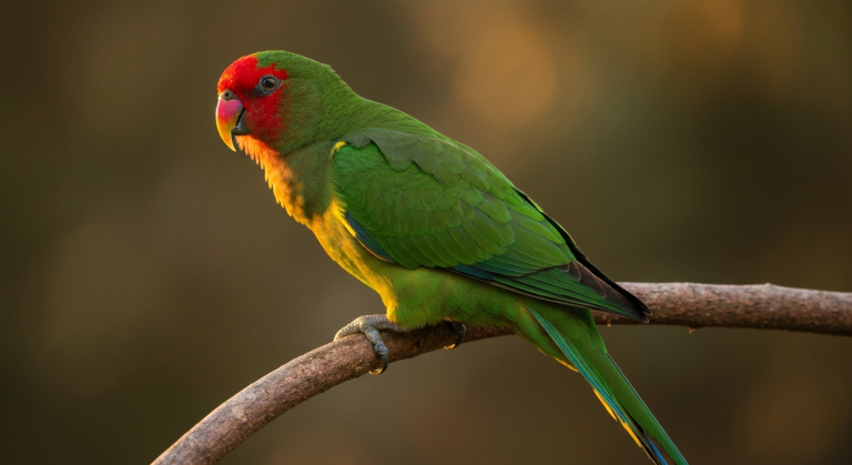 Kakariki à front rouge : portrait, tempérament et vie en captivité
